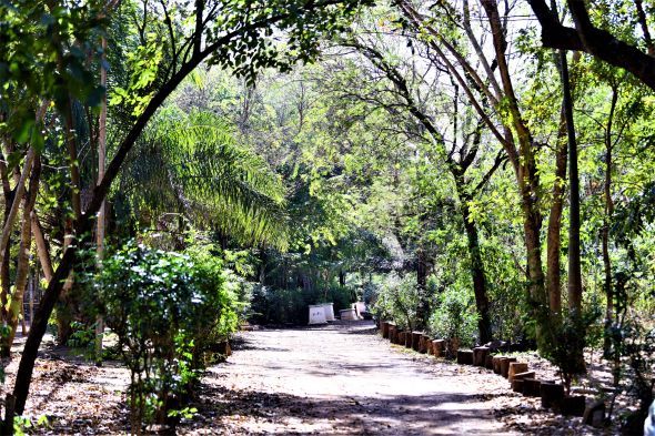 Prefeitura de Cuiab | Horto Florestal Tote Garcia completa 84 anos e recebe pblico para festejar a data