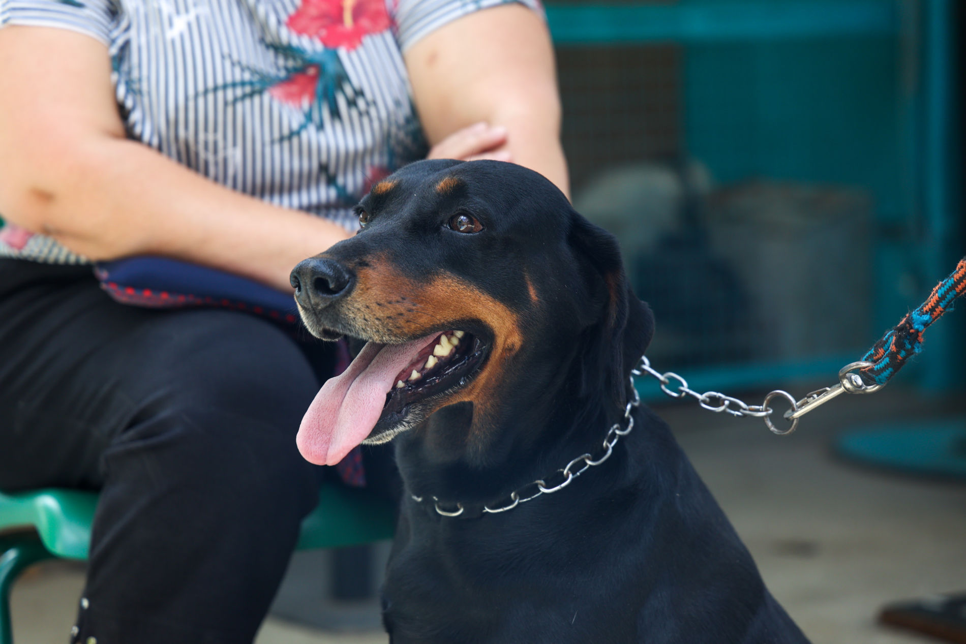Mais de duzentos pets são castrados no mutirão realizado no Mato Dentro