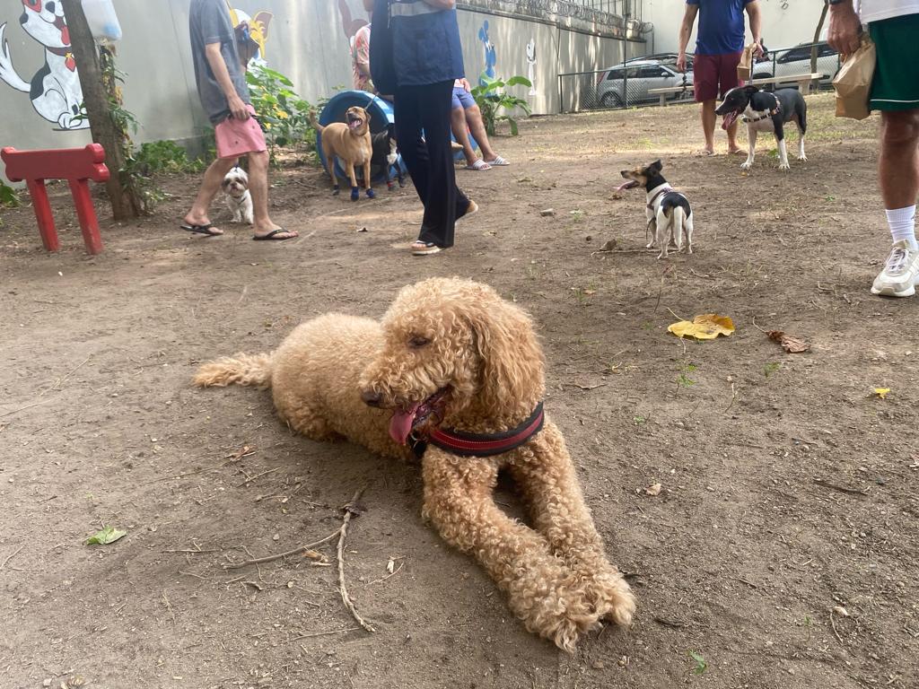Barra da Tijuca ganha da Comlurb um novo parcão para pets - Prefeitura da Cidade do Rio de Janeiro