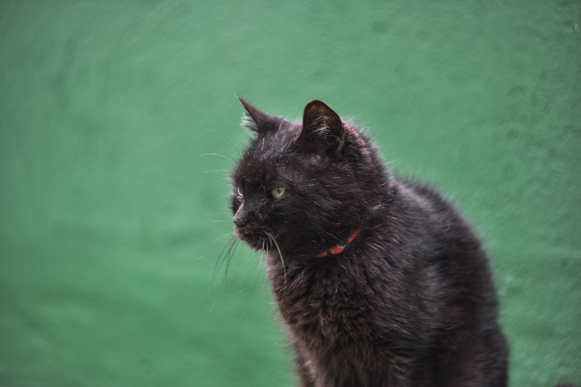 DEBEA amplia atendimento veterinário para animais de pessoas em vulnerabilidade