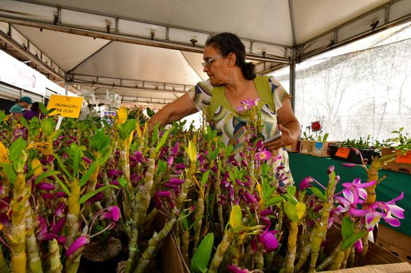 Prefeitura de Cuiab | 3 edio do Festival de Rosas do Deserto e Orqudeas apresenta mais de 15 mil exemplares de plantas no Shopping Orla