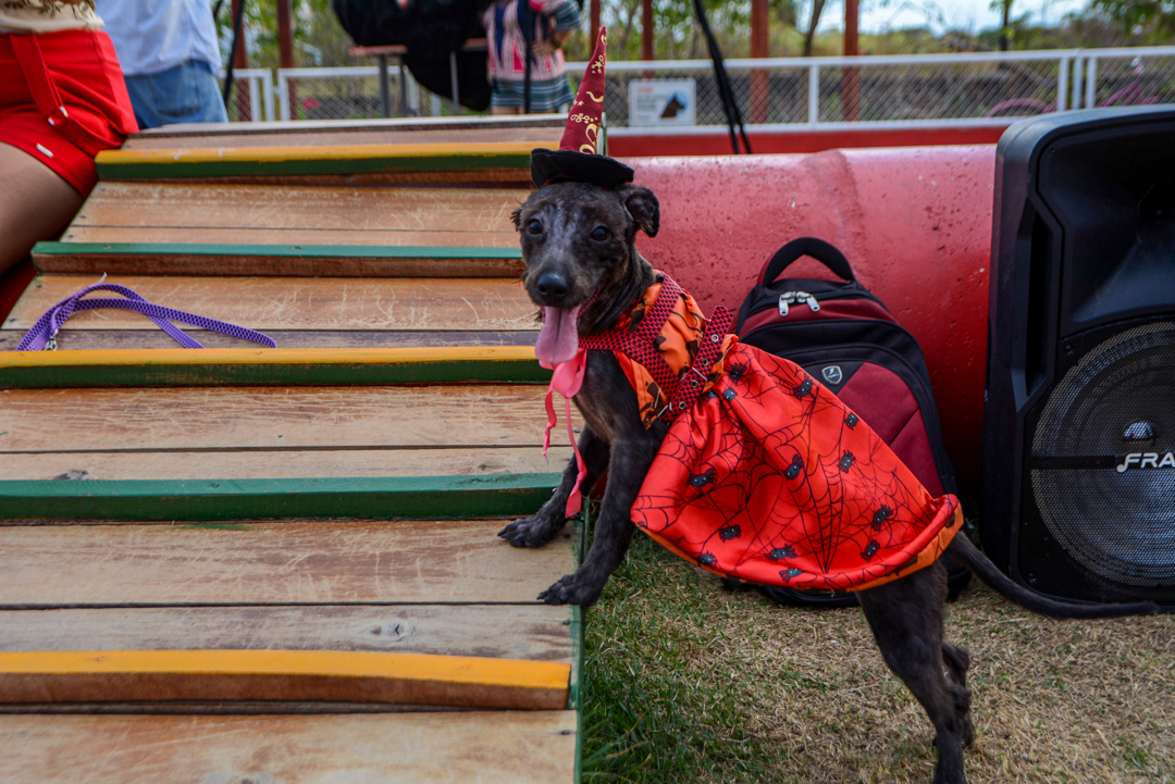 Prefeitura de Macapá promove 2° edição do HallowPet  – Prefeitura Municipal de Macapá