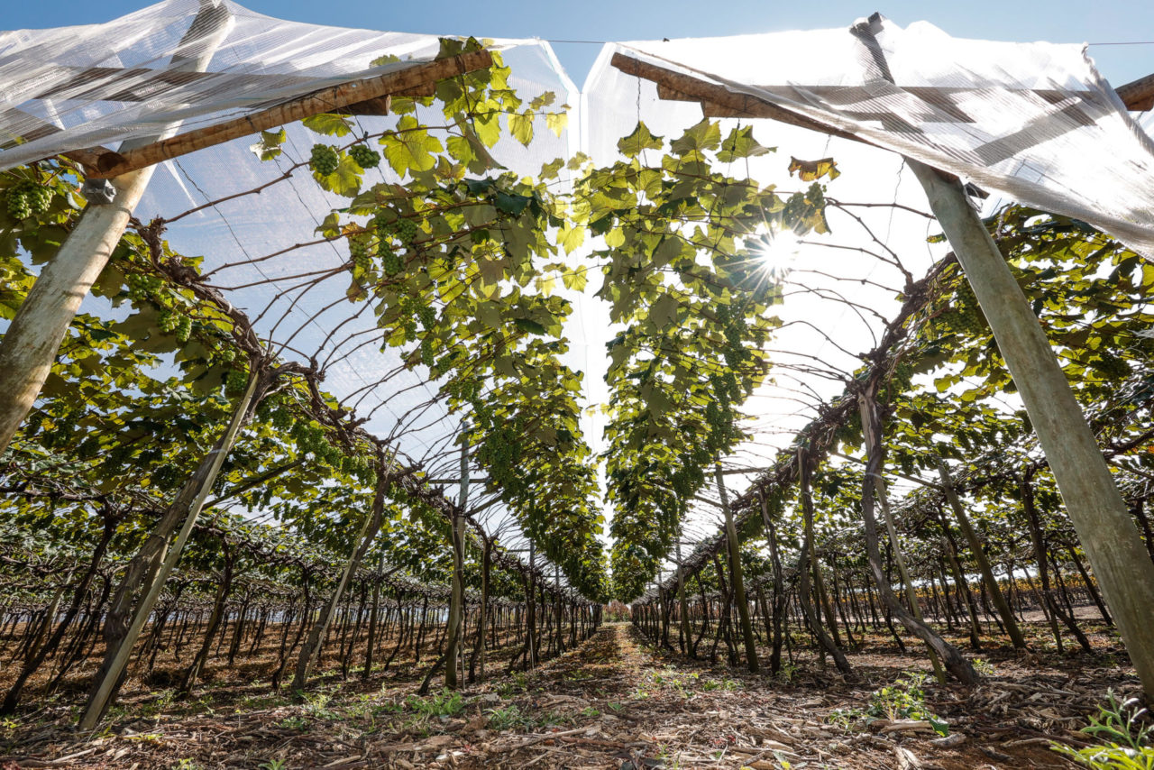 Prefeitura promove evento voltado ao Cultivo Protegido na próxima semana