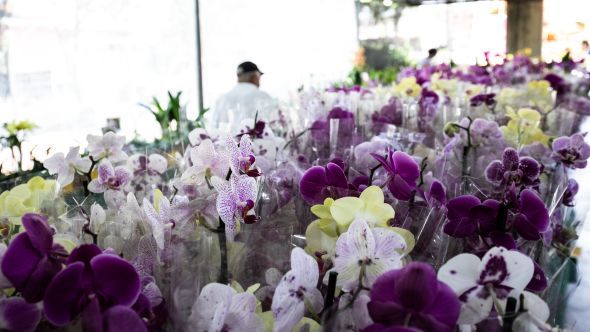Prefeitura de Cuiab | Festival de Orqudeas e Rosas do Deserto acontece at domingo (10) no Shopping Orla; So mais de 300 espcies disponveis a partir de R$ 10