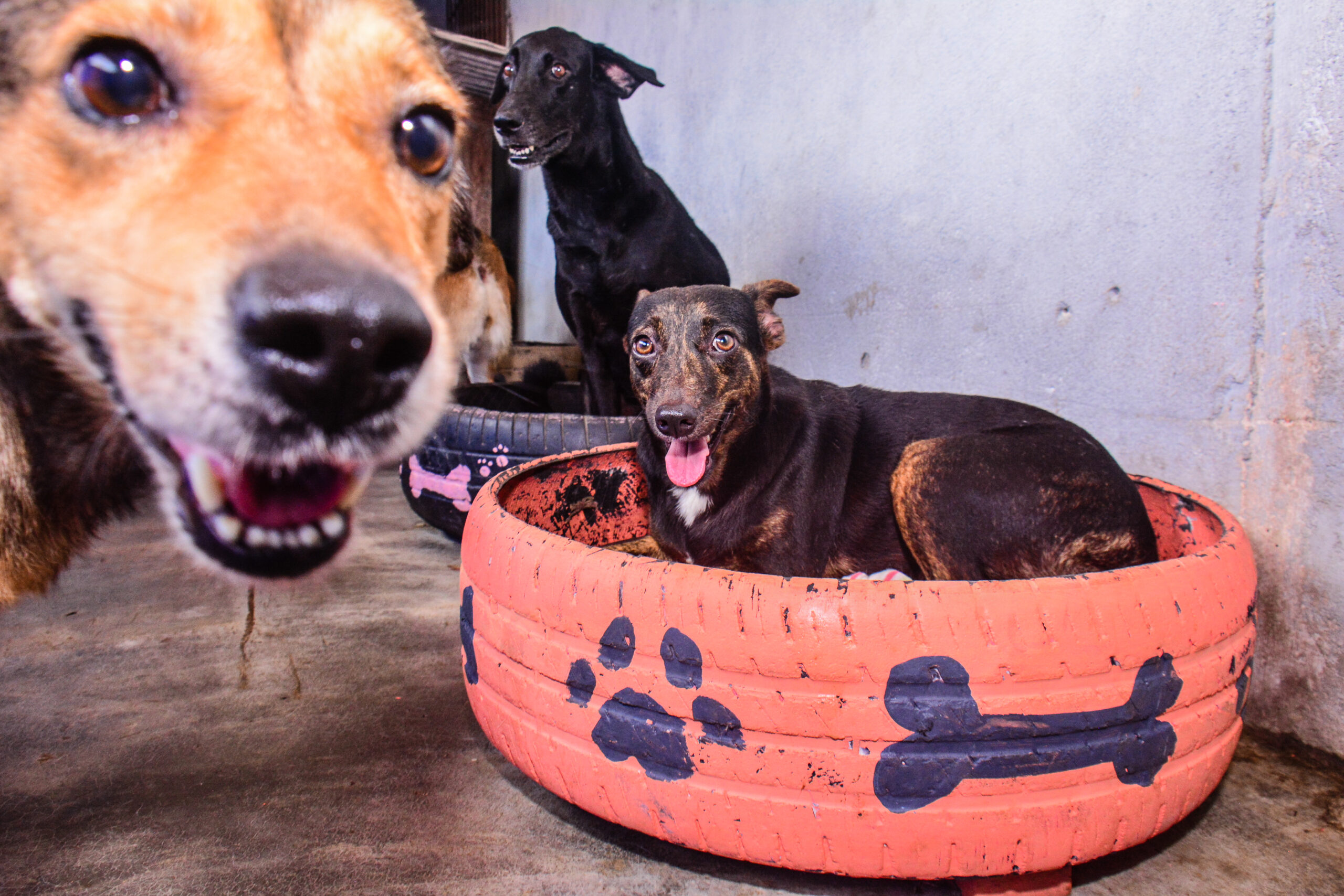 Prefeitura oferta 15 vagas por dia para castração de cães machos; serviço itinerante vai de 18 a 22 de dezembro no CEU das Artes Zona Sul