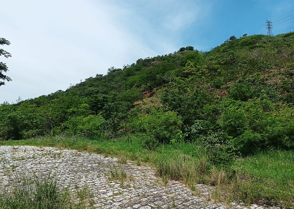 Programa de reflorestamento da Prefeitura do Rio plantou mais de 360 mil mudas nos últimos três anos - Prefeitura da Cidade do Rio de Janeiro